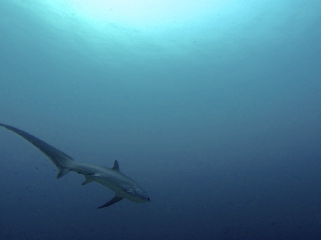 Tresher Sharks