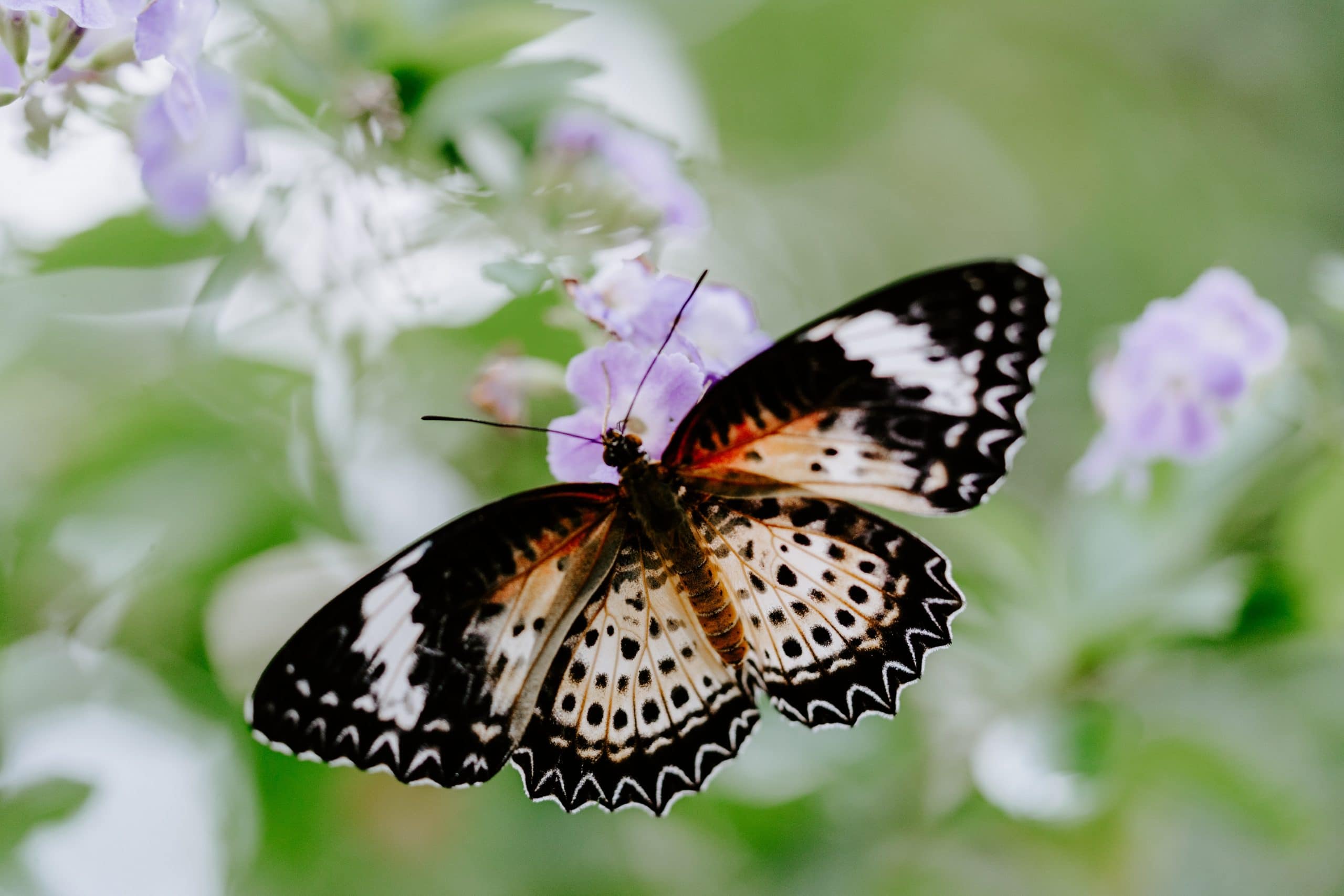 Davao Butterfly House. bantayan island tourist spots, things to do in Bantayan, Santa Fe Butterfly Garden, Siquijor Butterfly Sanctuary, siquijor tourist spots, things to do in siquijor