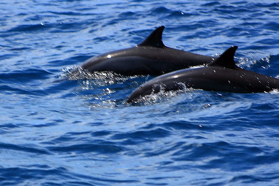 dolphin watching
