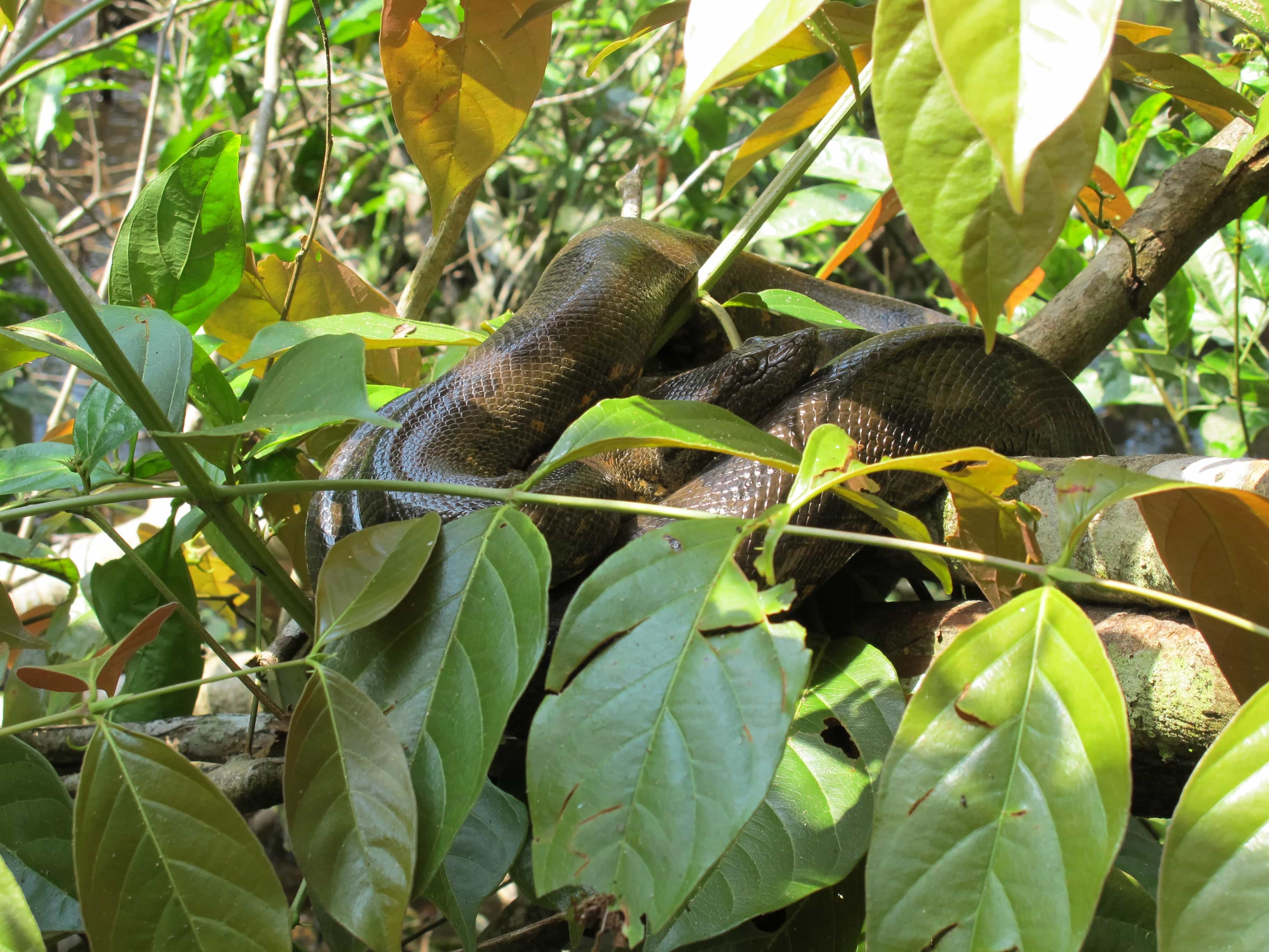 amazon anaconda ecuador 1040957