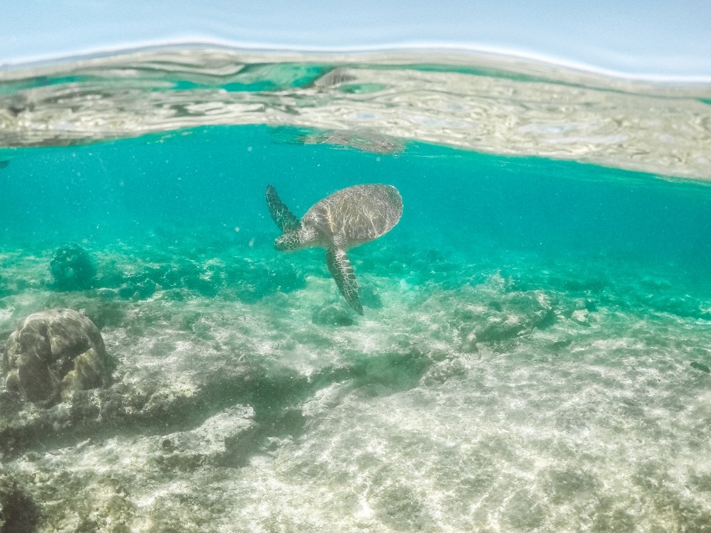 instagrammable places in Cebu, Apo Island