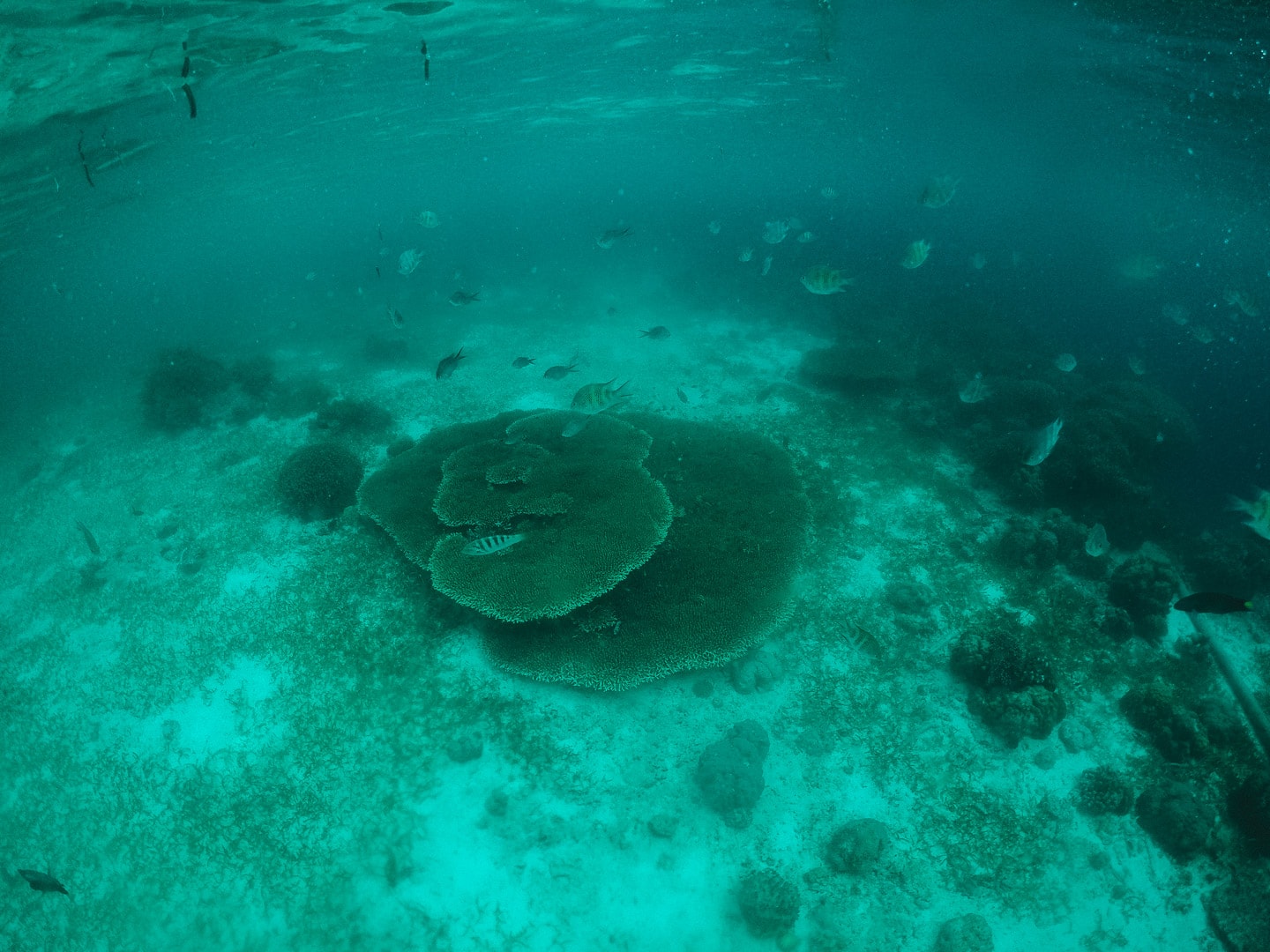 Things to do in Puerto Galera, snorkeling in Puerto Galera