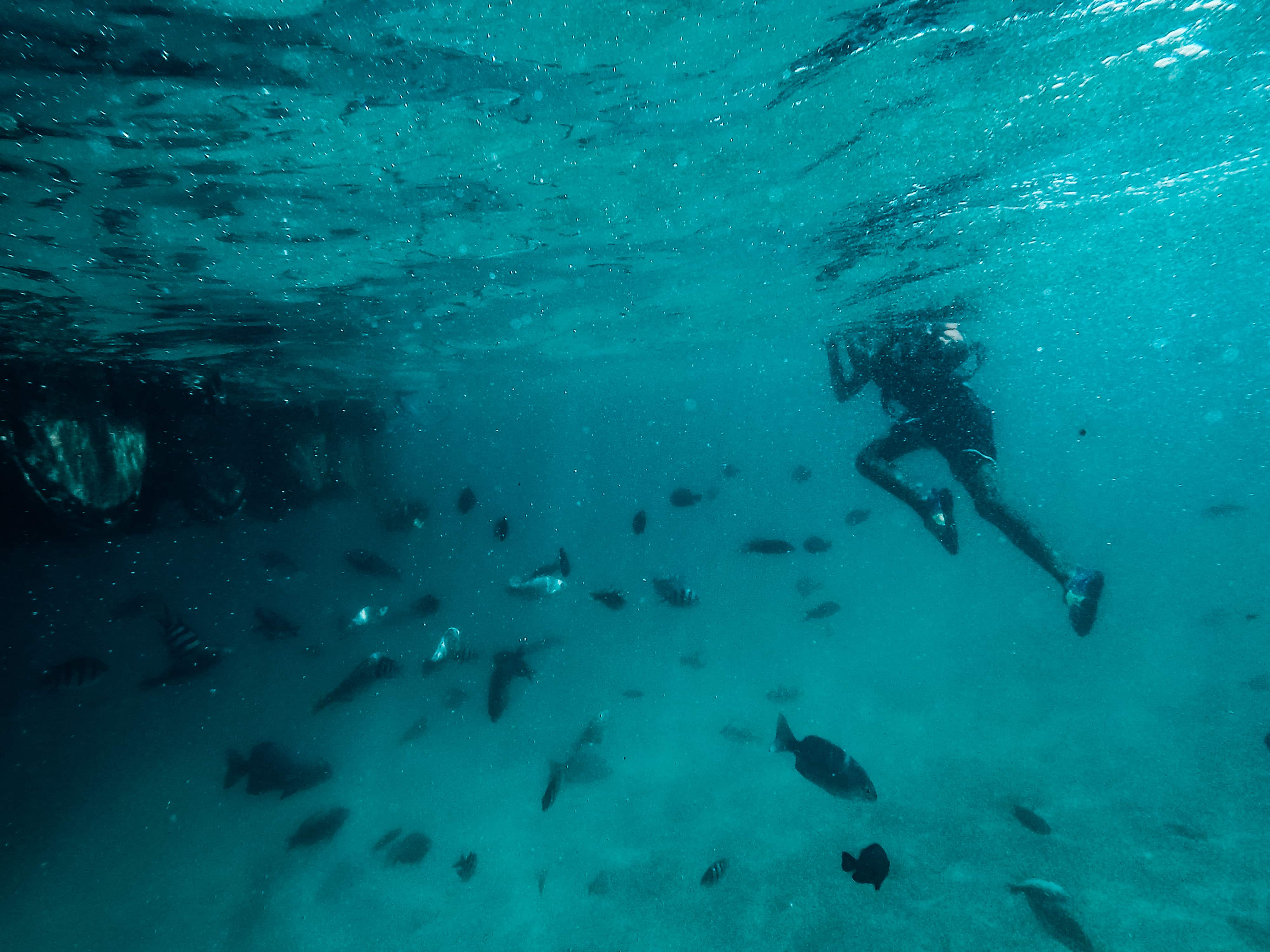 How to get to Looc Fish Sanctuary, Looc Fish Sanctuary travel guide, things to do in Looc, Looc Fish Sanctuary
