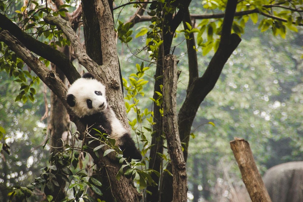 Giant Panda Pavilion