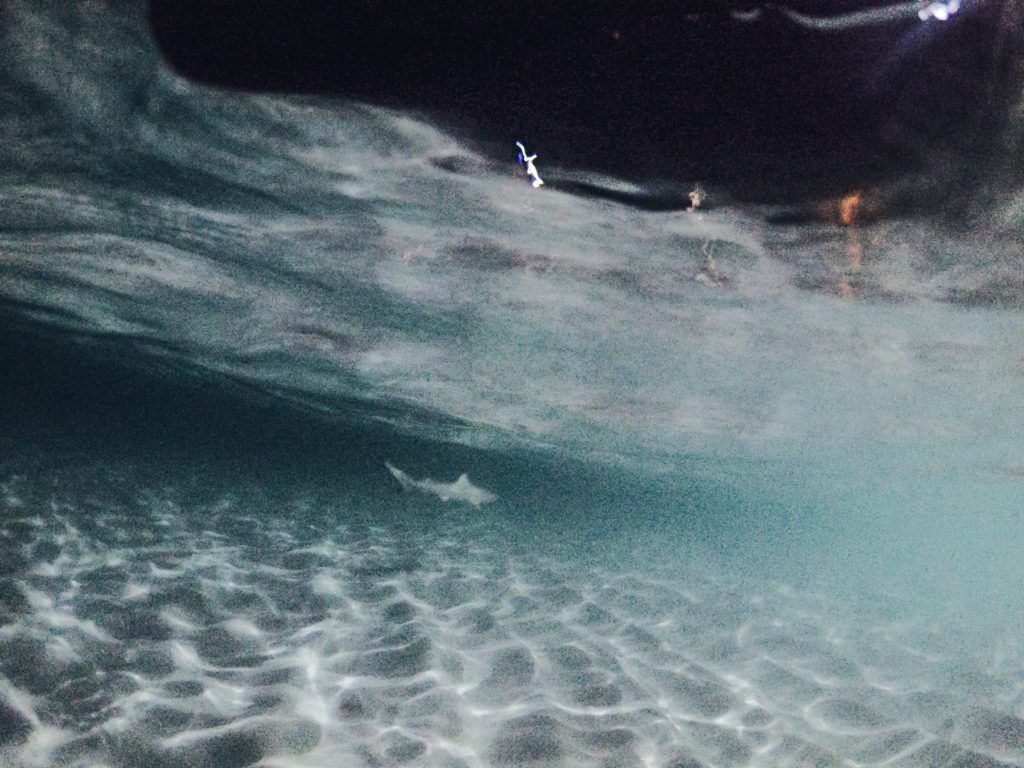 Dhiffushi travel guide, things to do in Dhiffushi, Dhifushi Island, feeding manta rays, feeding baby sharks