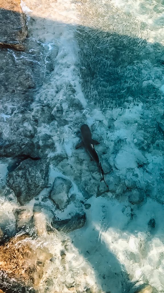 Park Hyatt Hadahaa Maldives Travel Guide reef sharks 1