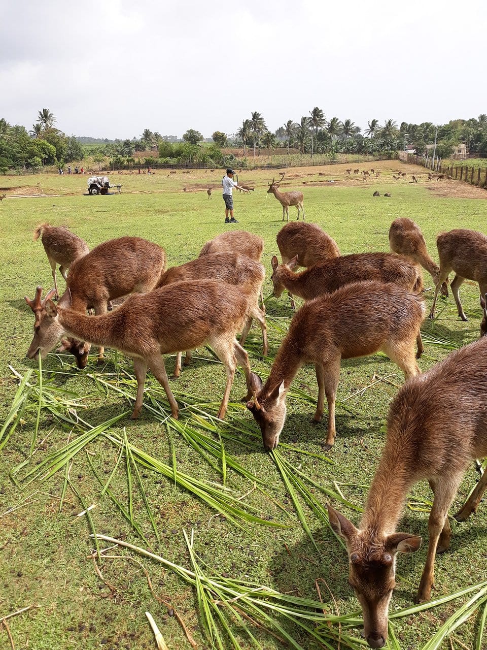 Ocampo Deer Breeding Farm, Naga tourist spots