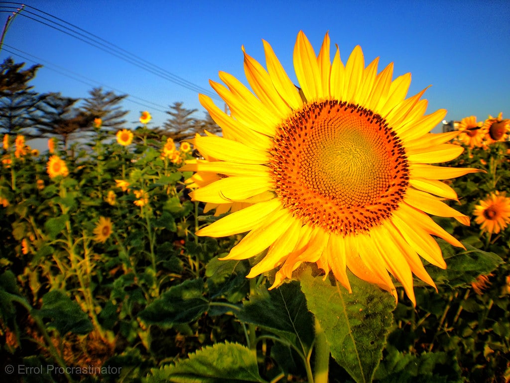 Ciaotou Flower Farm
