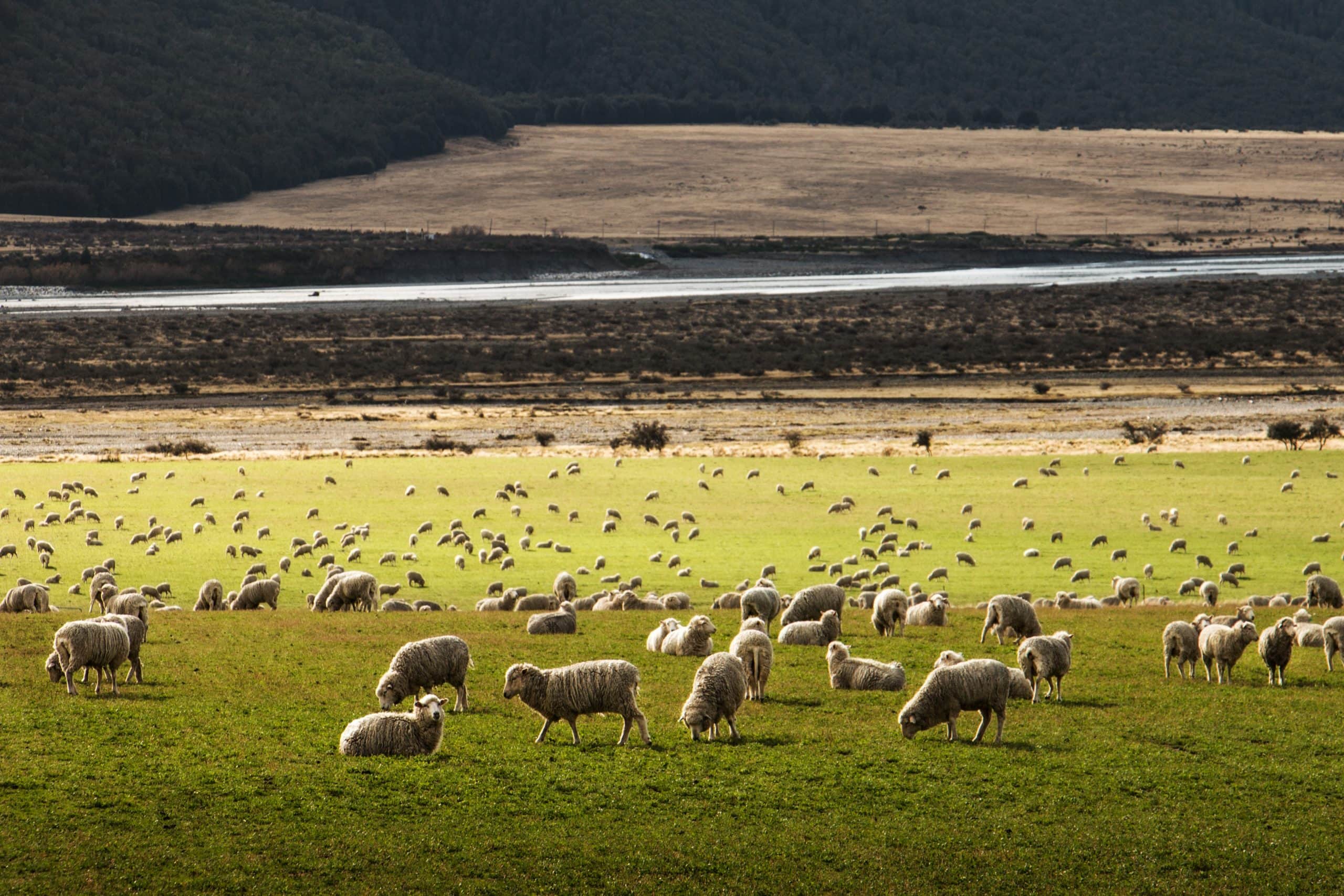 New Zealand 4 scaled