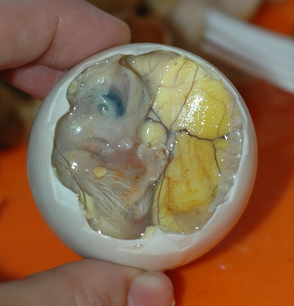 11 Weird and Unique Foods to Try in Asia, 8 Worst Food To Try Around The World And What To Try Instead, 10 Strangest Foods to Try Around the World, Balut,