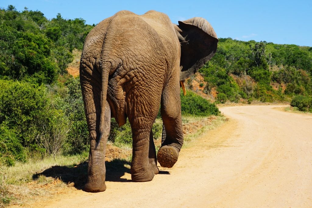 Addo Elephant National Park, South Africa