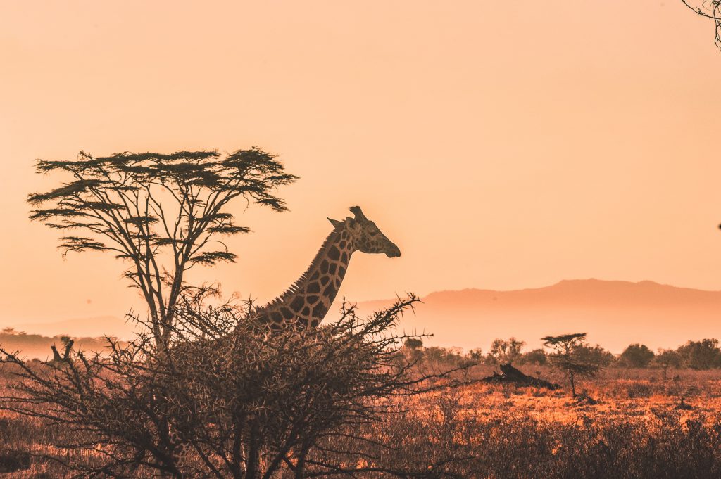 Kgalagadi Transfrontier Park, Botswana & South Africa