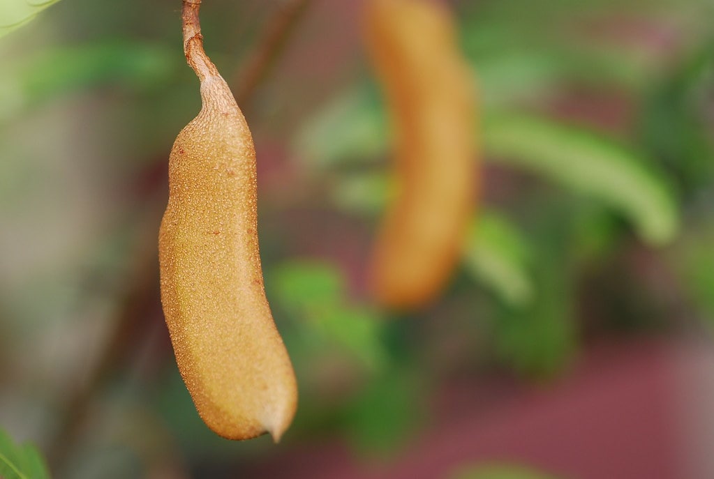 Sampaloc