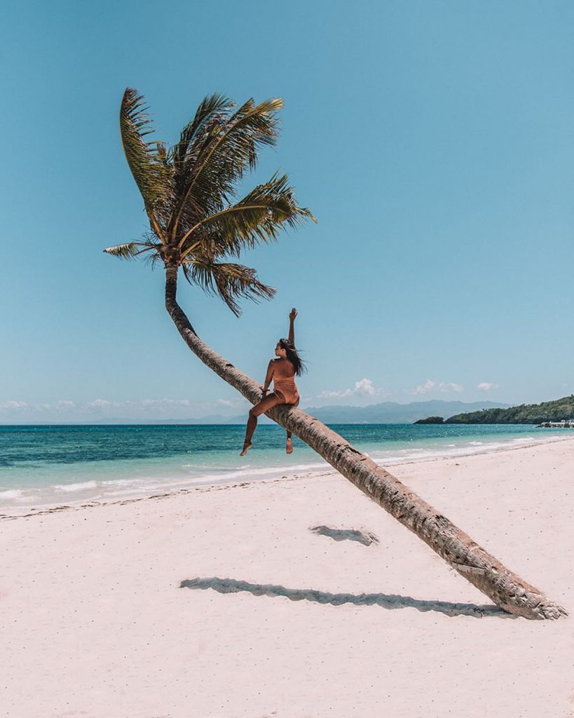 Carabao Island Palm Tree