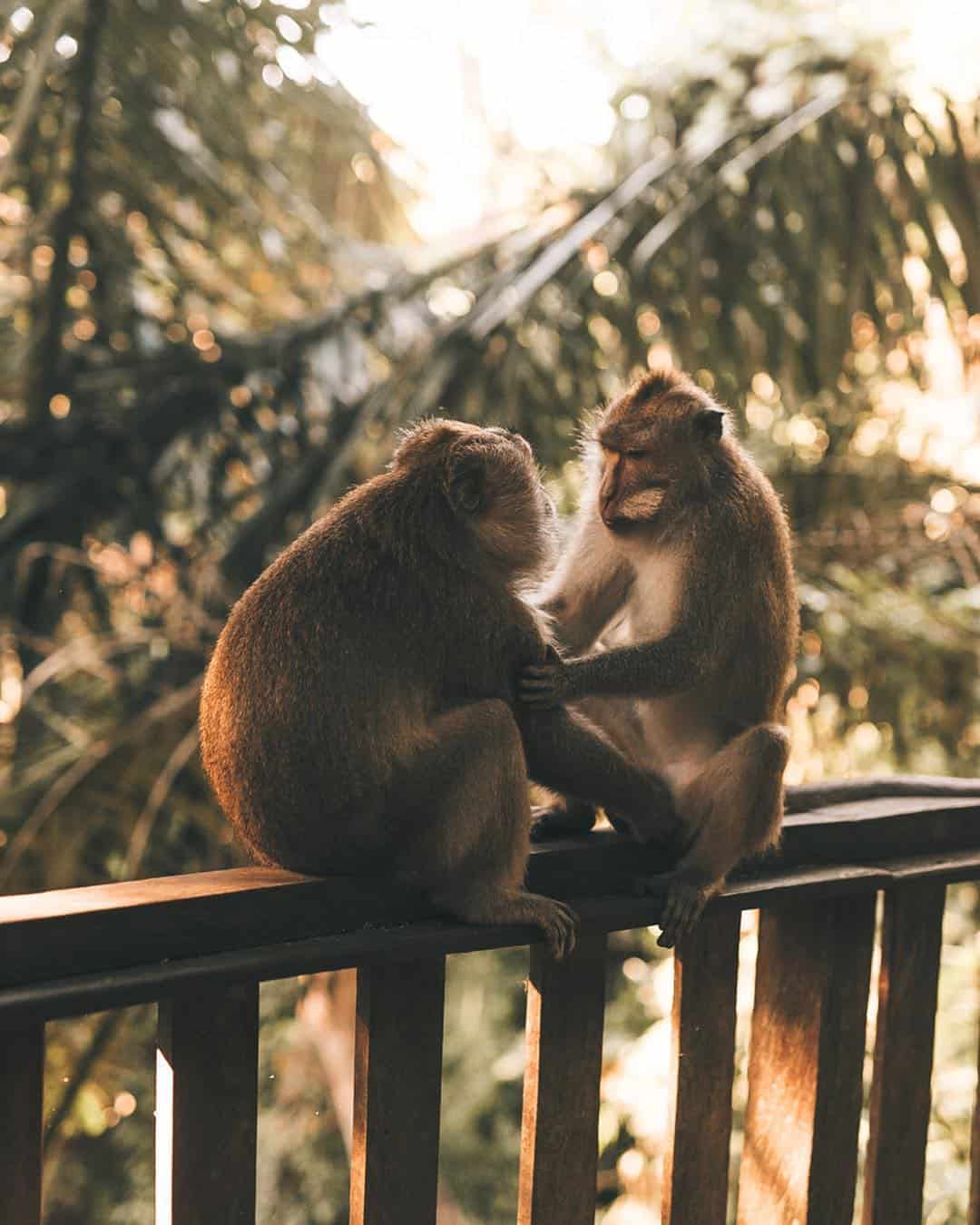 Best Things To Do In Bali And Places To Visit in Bali, Moneky forest, Kecak dance, Ubud itinerary