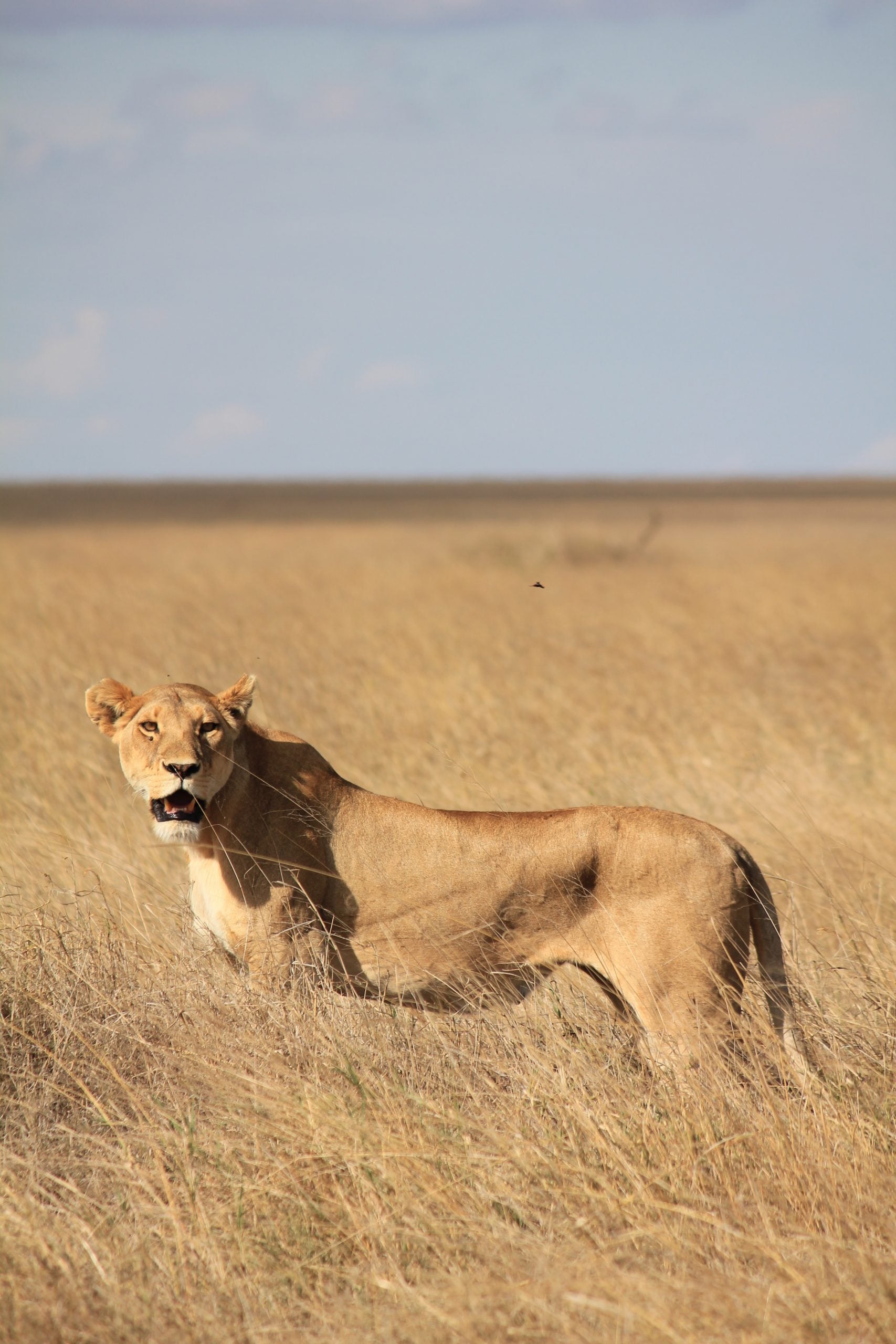 20 Top Bucket List Experiences For Your Next Year, 11 Bucket List Travel Experiences You Can’t Miss in Your Life, 10 Most Popular Bucket List Adventures Around The World, best tourist sim card tanzania, tanzania sim card for tourists, best sim card for tanzania, tanzania prepaid sim card, tanzania sim card for tourist, tourist sim card tanzania, tanzania sim card, sim card tanzania, prepaid sim card tanzania, tanzania tourist sim card, zanzibar sim card, sim card in tanzania