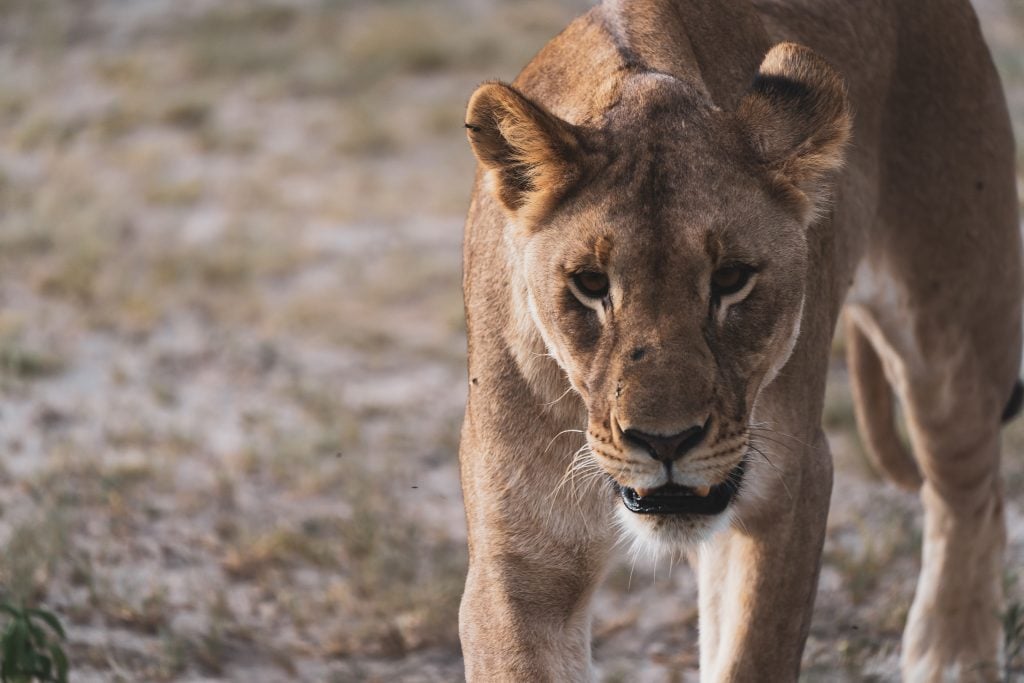 best tourist sim card Namibia, Namibia sim card for tourists, best sim card for Namibia, Namibia prepaid sim card, Namibia sim card for tourist, tourist sim card Namibia, tanzania sim Namibia, sim card Namibia, prepaid sim card Namibia, Namibia tourist sim card, sim card in Namibia, namibia prepaid sim card
