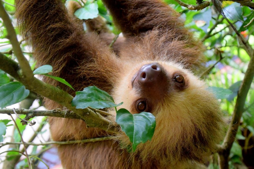 Panama travel tips, things to know before visiting Panama, facts about Panama, sloths