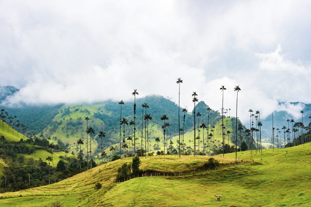 Colombia travel tips, things to know before visiting Colombia, facts about Colombia, Salento, Valle de Cocora