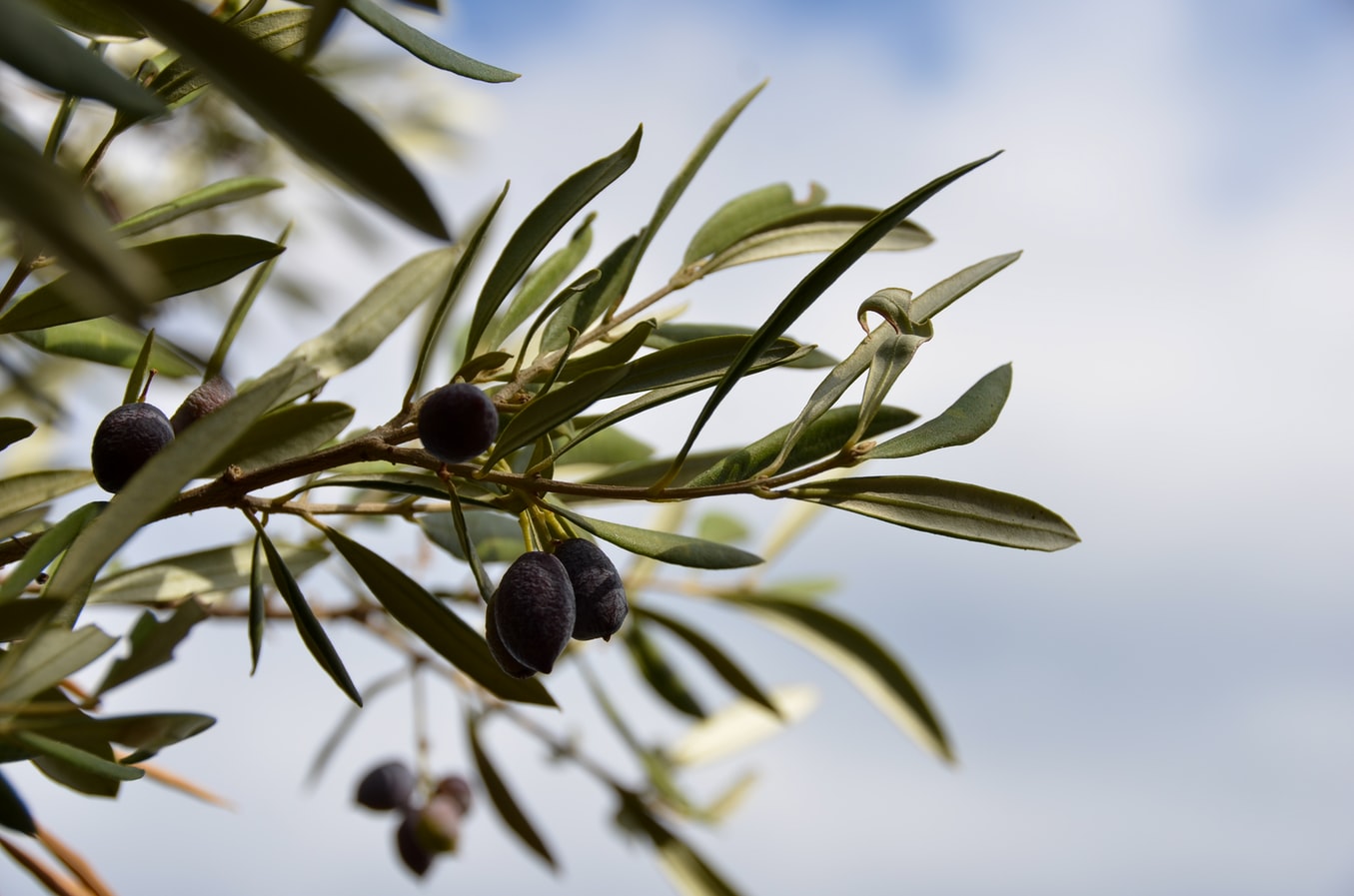 Greek olives, Greek Food, Greek Dishes, Greek cuisine, Food in Greece, traditional food in Greece, Greece desserts, Greece drinks