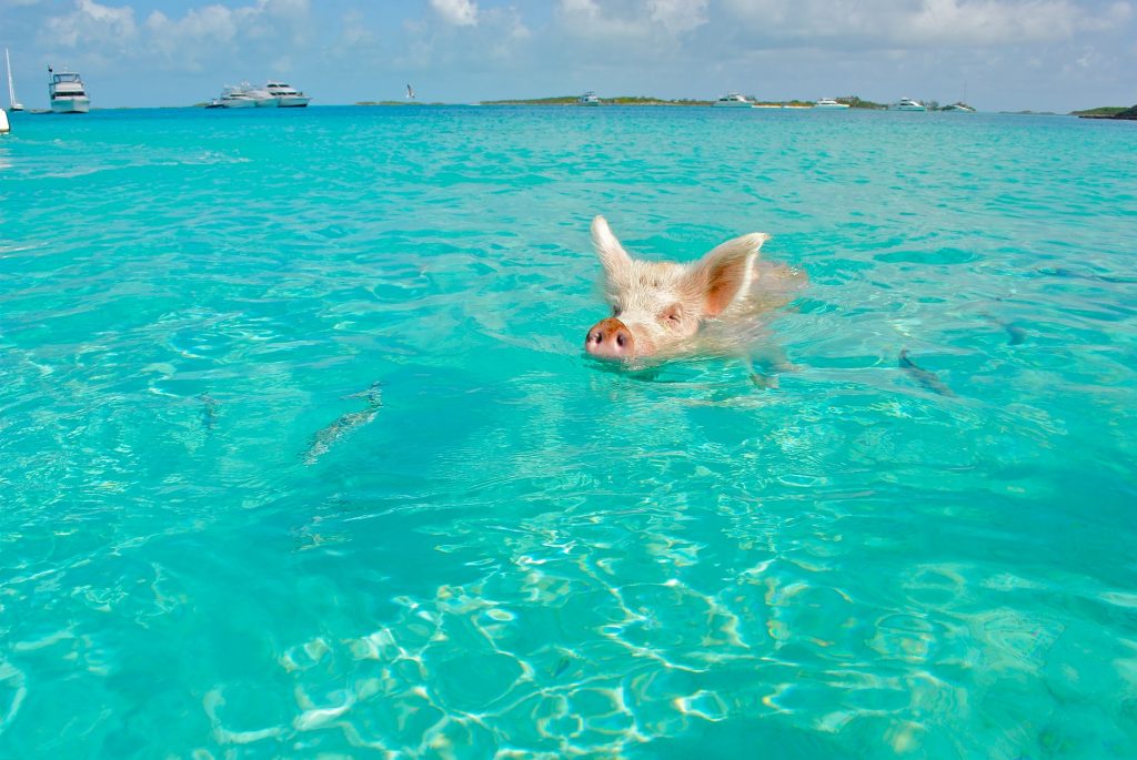 Bahamas Travel Tips, things to know before visiting Bahamas, facts about Bahamas, Swimming With The Pigs in Bahamas