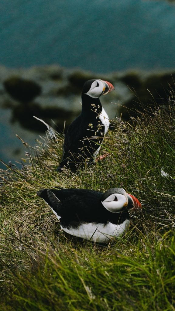 Iceland Travel Tips, things to know before visiting Iceland, facts about Iceland, wildlife in Iceland