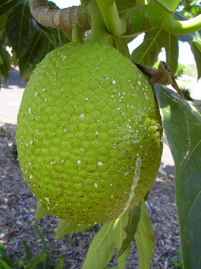 food in Jamaica, jamaican food, jamaican cuisine, jamaican dishes, jamaican drinks, jamaican appetizers, jamaican traditional food, breadfruit
