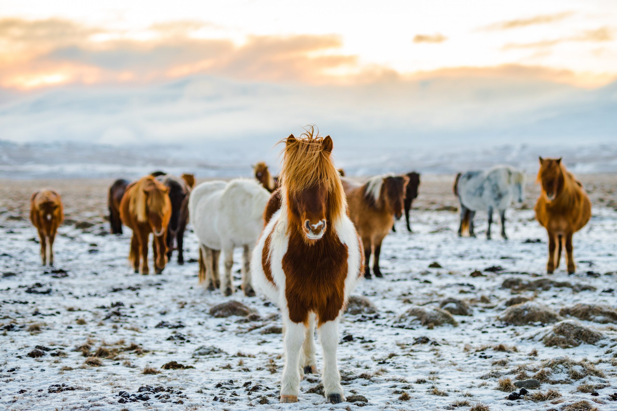 Don’t Do This in Iceland: 20 Things Not to Do in Iceland, 6 Tourist Traps to Avoid in Reykjavik (Travel Guide) And How To Avoid Them