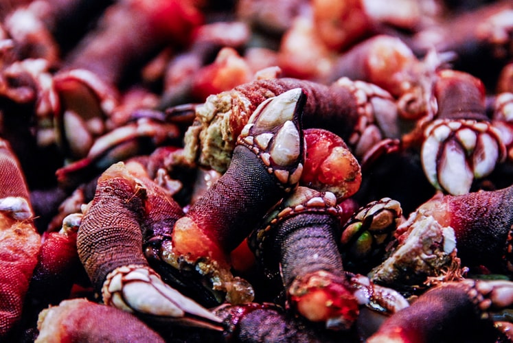 Percebes, Portuguese Food, Portuguese cuisine, traditional Portuguese food, food in Portugal, Portuguese dishes