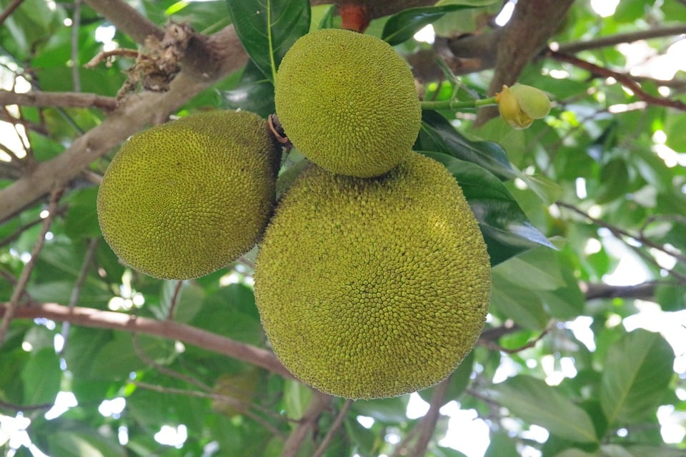 Barbados Food, Barbados cuisine, Traditional Barbados Food, food in Barbados, Barbados dishes, Barbadian dishes, Barbadian food, Bajan Food, Breadfruit