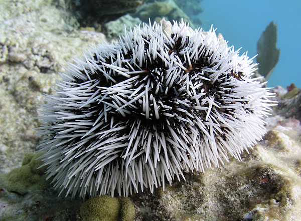 Sea Eggs Barbados, 