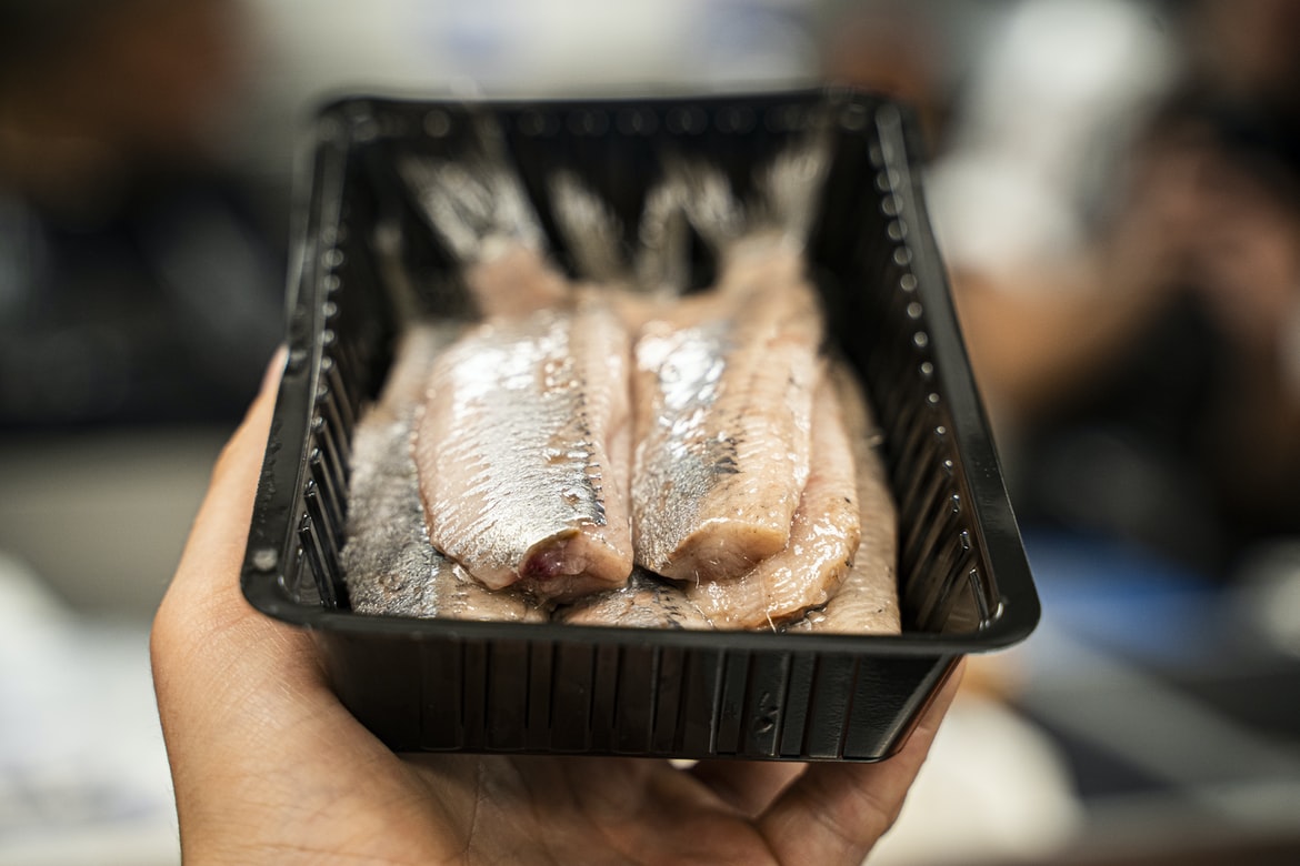 Herring