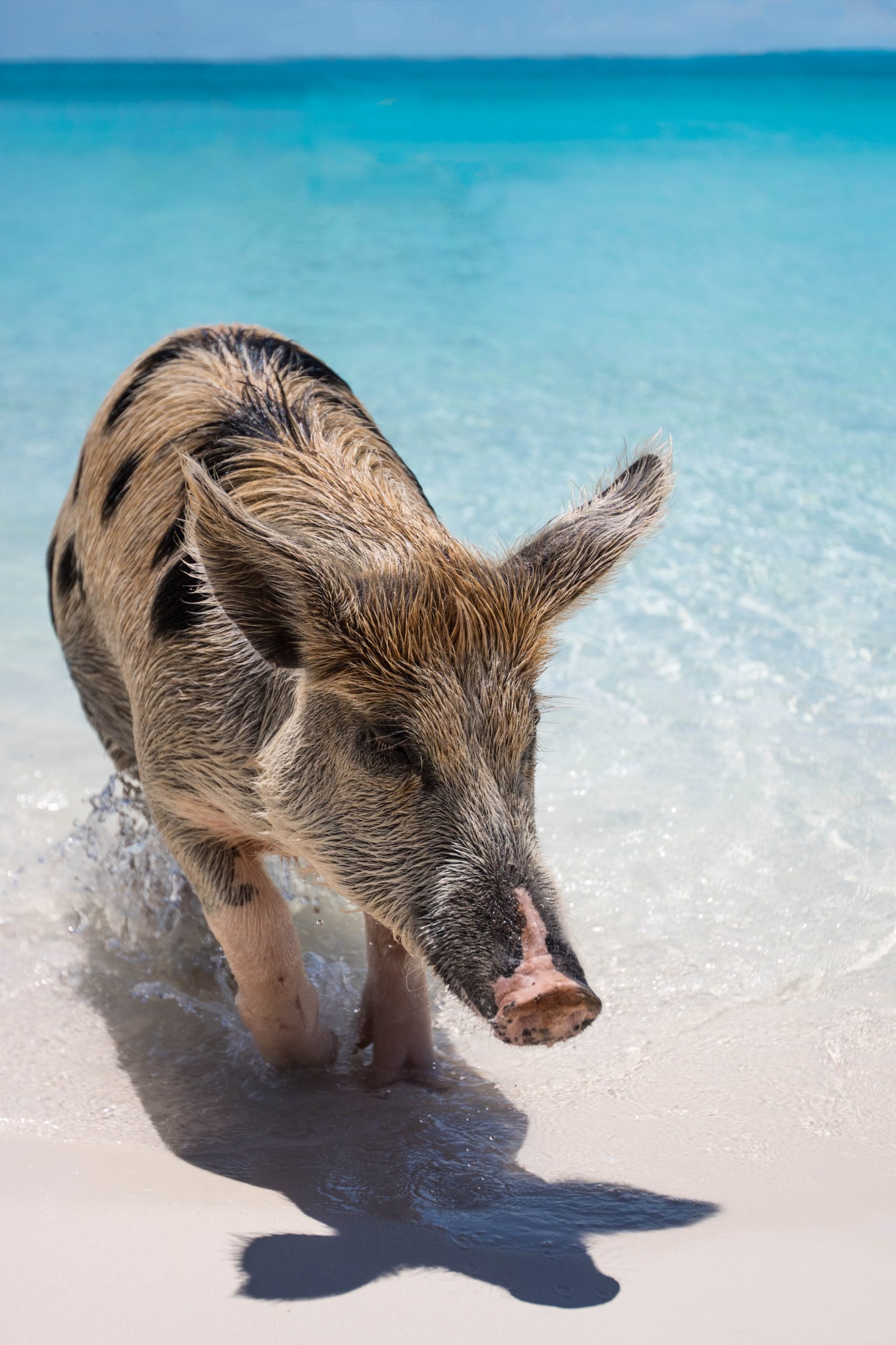 Turks and Caicos vs Bahamas - Where to Go on Your Next Vacation