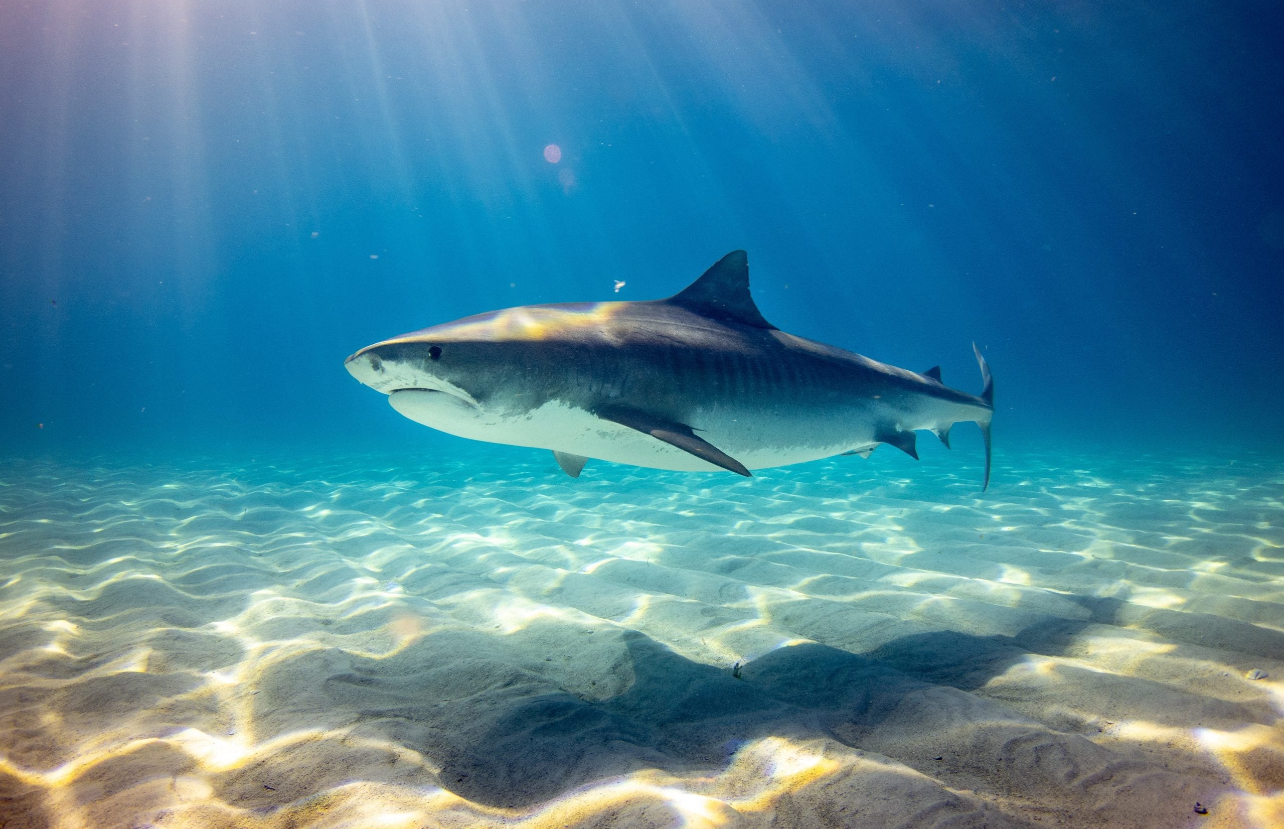 Tiger Shark in the Bahamas scaled