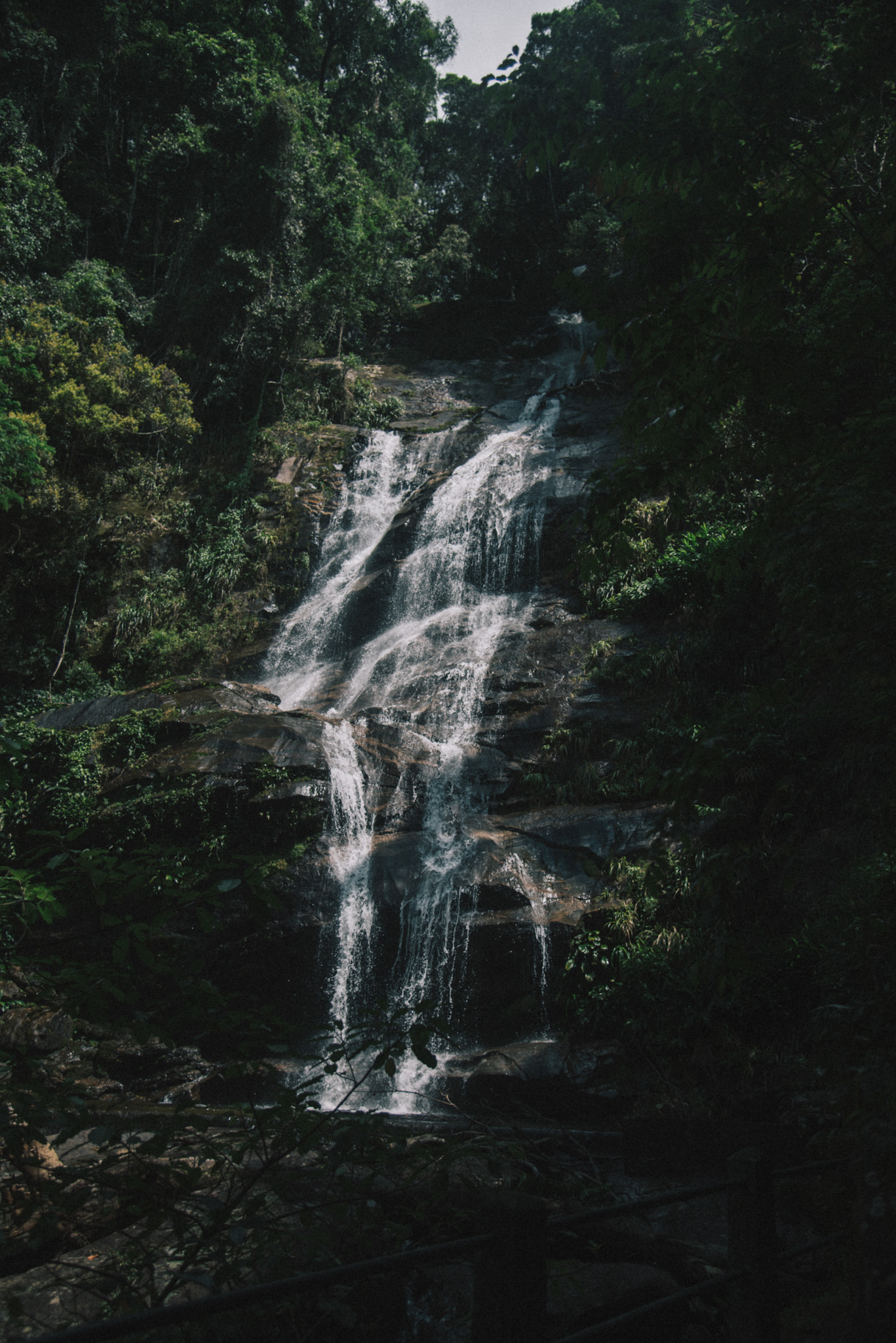 Rainforest In Rio de Janeiro