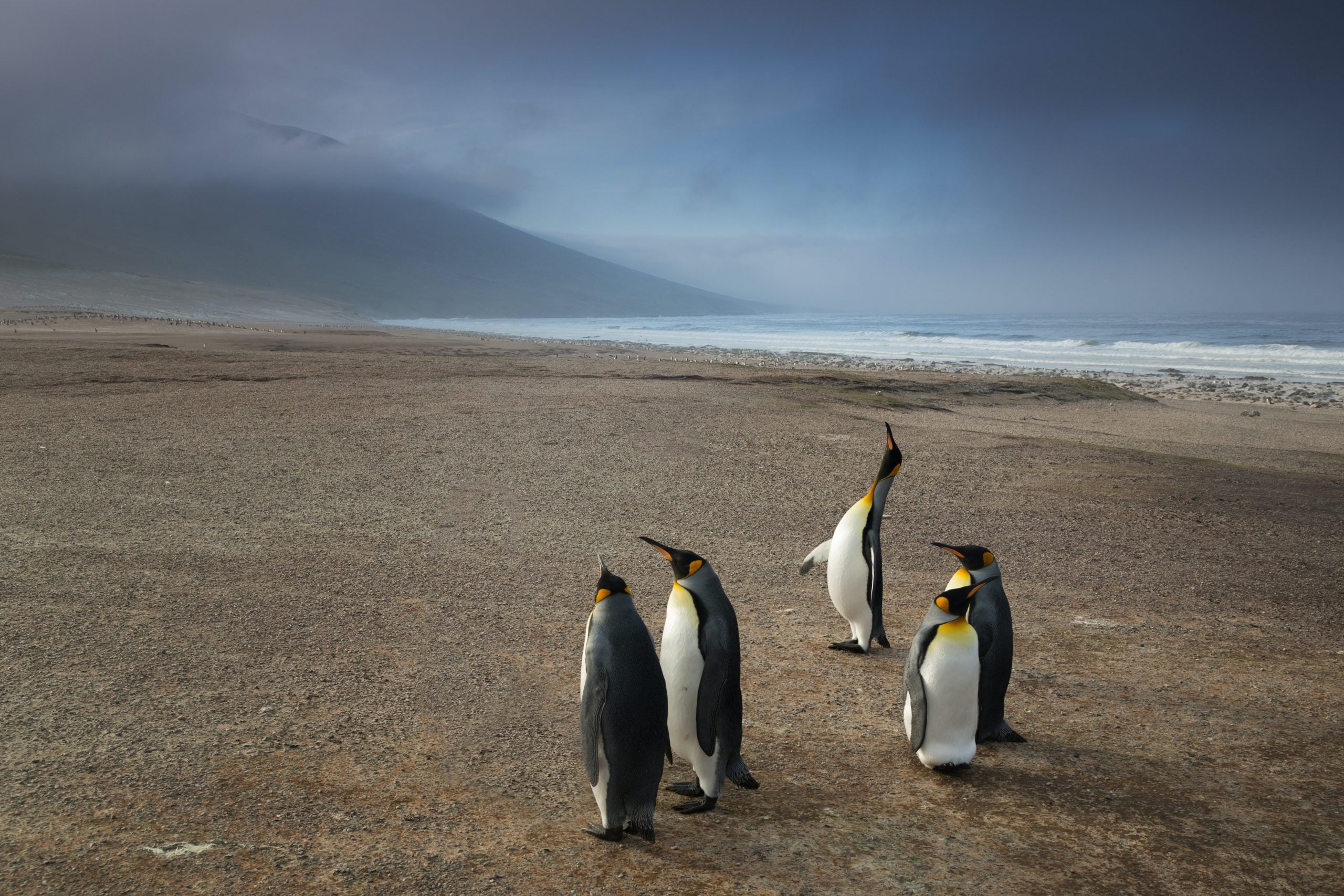 Sure South Island Sim Card, Sure Falkland Islands sim card, best tourist sim card Falkland Islands, Falkland Islands sim card for tourists, best sim card for Falkland Islands, Falkland Islands prepaid sim card, Falkland Islands sim card for tourist, tourist sim card Falkland Islands, prepaid sim card Falkland Islands, Falkland Islands tourist sim card, sim card in Falkland Islands, sim card Falkland Islands, Falkland Islands sim card airport, Falkland Islands sim card, flaklands sim card Prepaid Falkland Islands Sim Card, Falkland Islands data sim card, Sure Falkland Islands