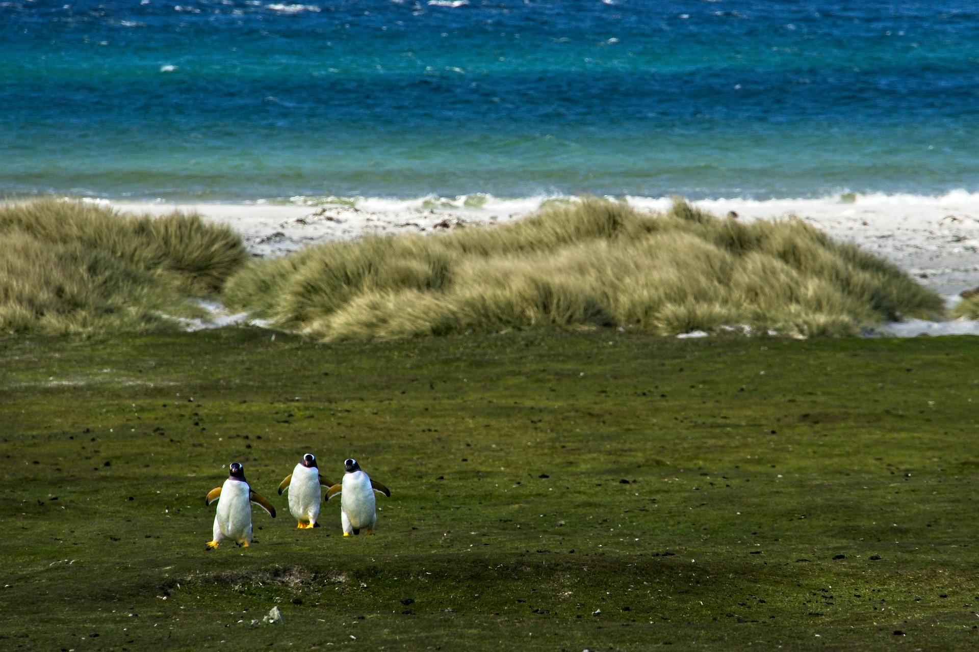 Sure South Island Sim Card, Sure Falkland Islands sim card, best tourist sim card Falkland Islands, Falkland Islands sim card for tourists, best sim card for Falkland Islands, Falkland Islands prepaid sim card, Falkland Islands sim card for tourist, tourist sim card Falkland Islands, prepaid sim card Falkland Islands, Falkland Islands tourist sim card, sim card in Falkland Islands, sim card Falkland Islands, Falkland Islands sim card airport, Falkland Islands sim card, flaklands sim card Prepaid Falkland Islands Sim Card, Falkland Islands data sim card, Sure Falkland Islands