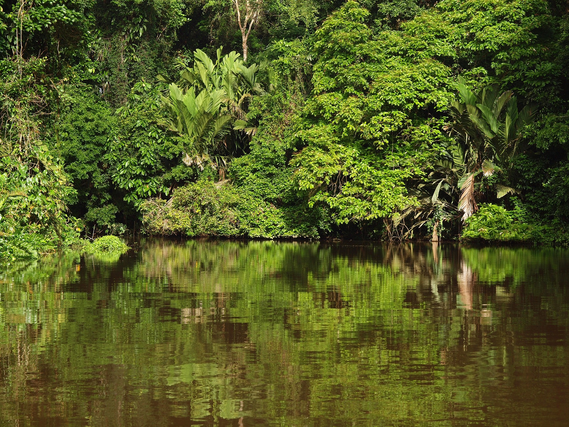 How To Get From Jaco To Tortuguero - All Possible Ways, cheapest way from Jaco to Tortuguero, Jaco to Tortuguero, Jaco to Tortuguero bus, La Pavona To Tortuguero, San Jose to Cariari, Cariari to La Pavona, San Jose to Tortuguero