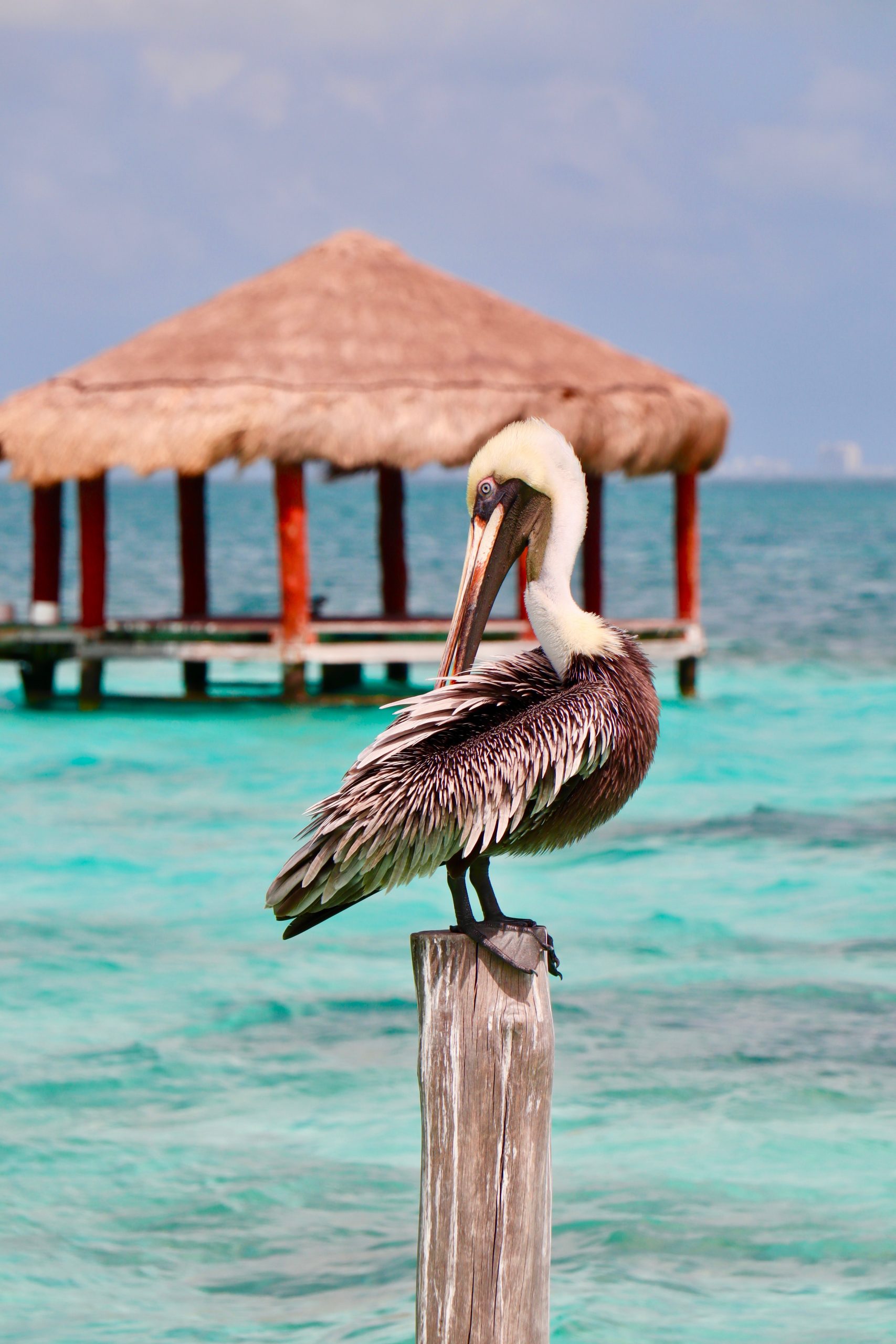 How To Get From Tulum to Puerto Morelos - All Possible Ways, cheapest way from Tulum to Puerto Morelos, Tulum to Puerto Morelos, ado bus Tulum to Puerto Morelos, shared van Tulum to Puerto Morelos, Colectivo Tulum to Puerto Morelos, Uber from Tulum to Puerto Morelos, taxi from Tulum to Puerto Morelos