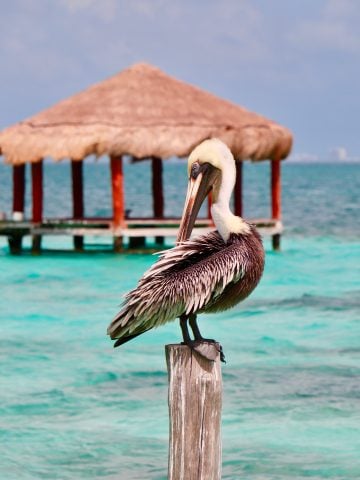 How To Get From Playa Del Carmen to Puerto Morelos - All Possible Ways, cheapest way from Playa Del Carmen to Puerto Morelos, Playa Del Carmen to Puerto Morelos, ado bus Playa Del Carmen to Puerto Morelos, shared van Playa del carmen to Puerto Morelos