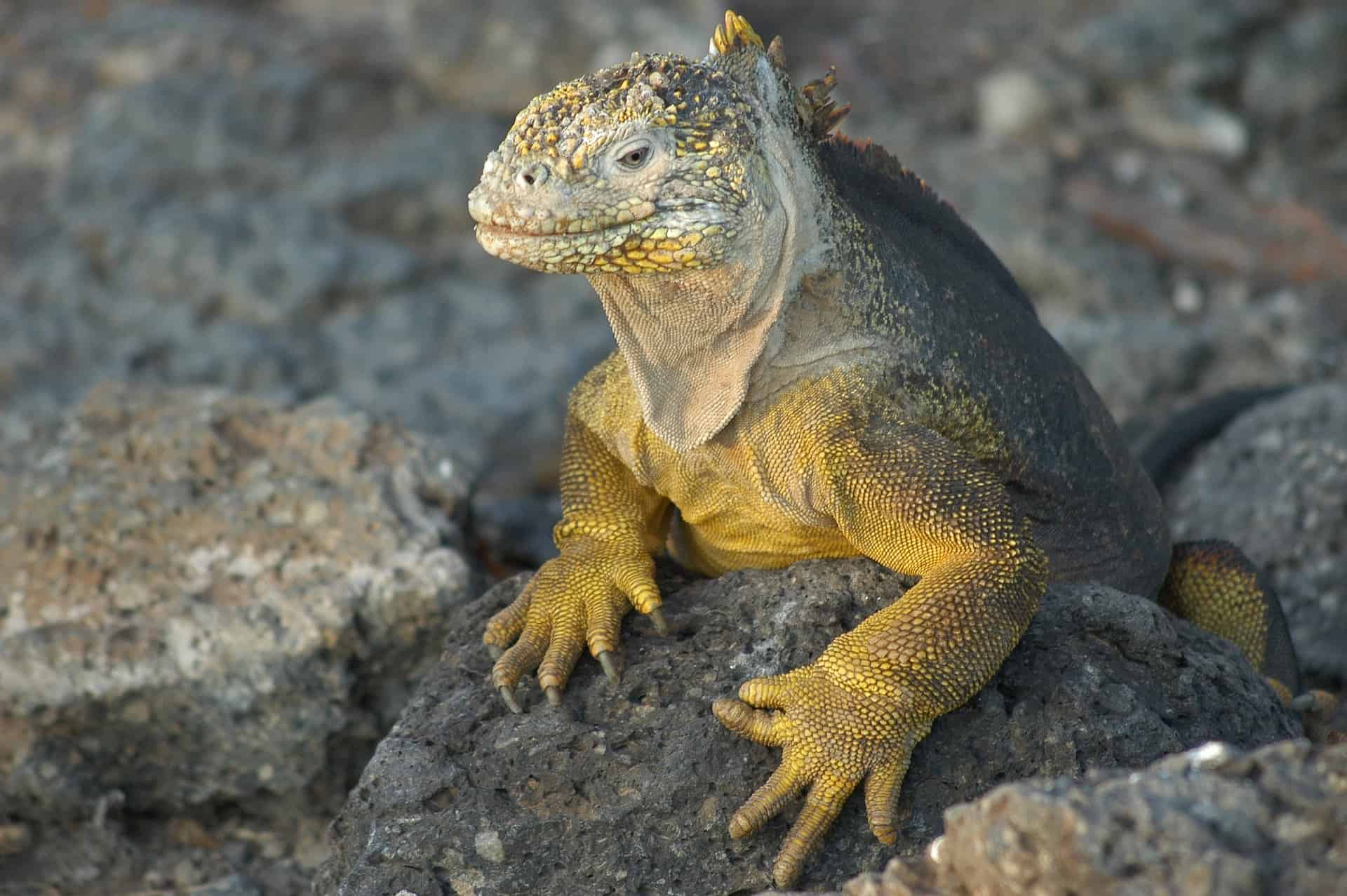 Romantic Getaway: Reasons Why You Should Book A Galapagos Cruise With Your Partner