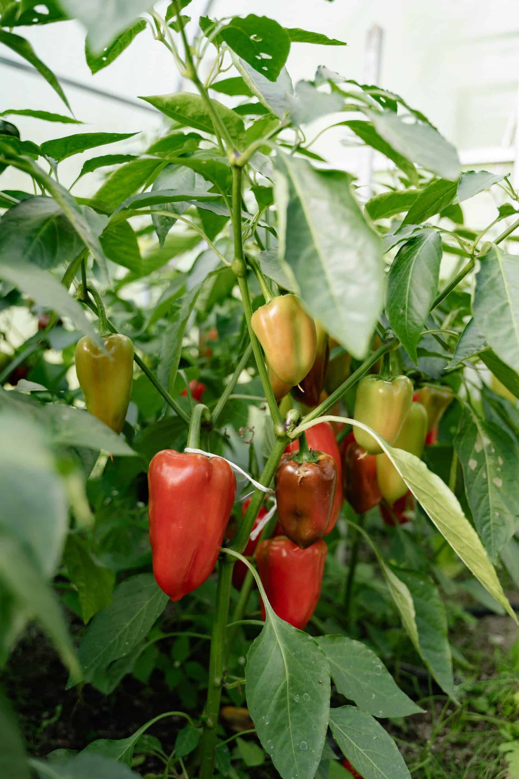 Pimientos Asados - vegetarian food in Spain, vegan food in Spain, Spainish vegetarian dishes, vegan in Spain, vegetarian in Spain, plant based food in Spain