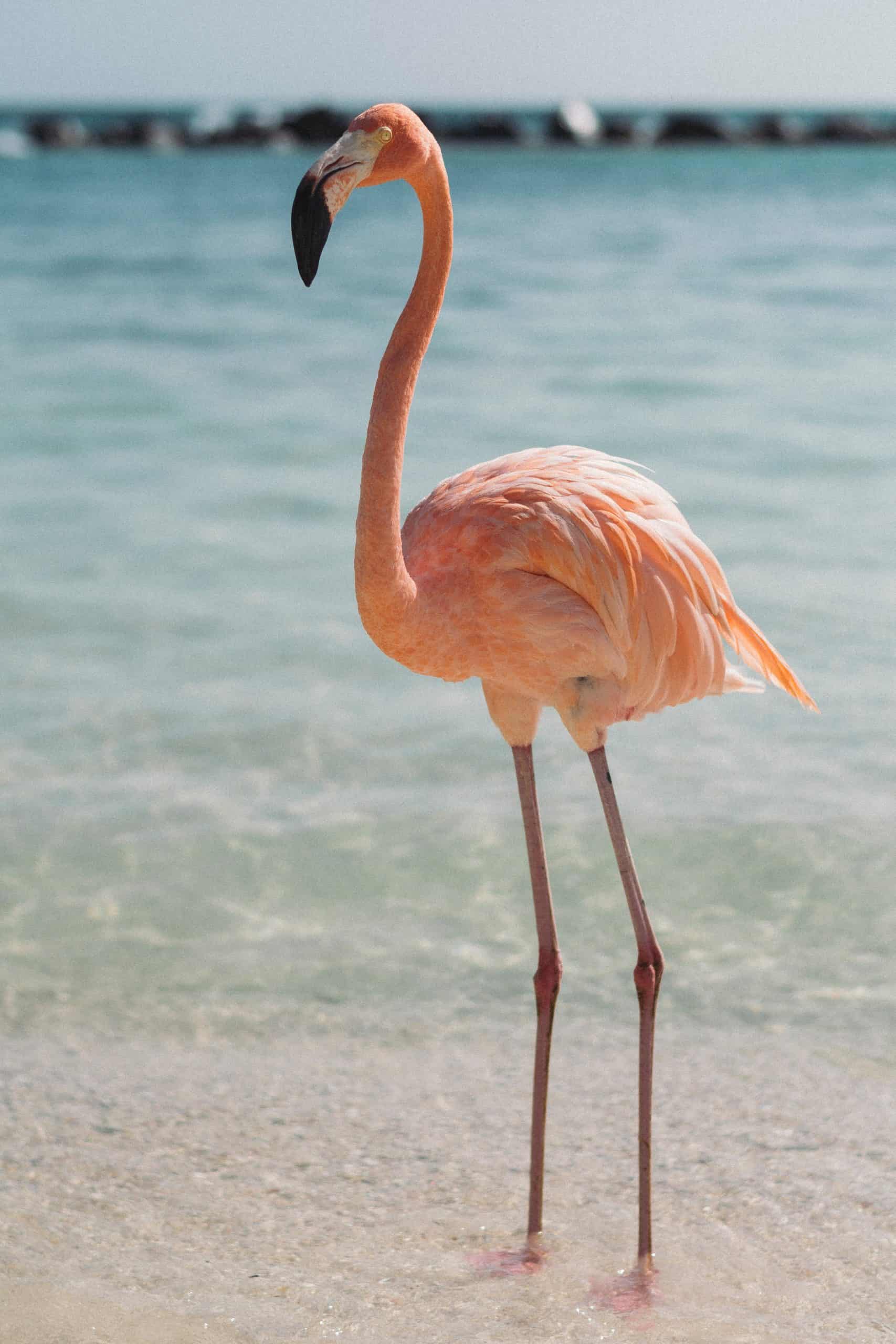 Holbox vs Isla Mujeres - Which One is Worth Visiting
