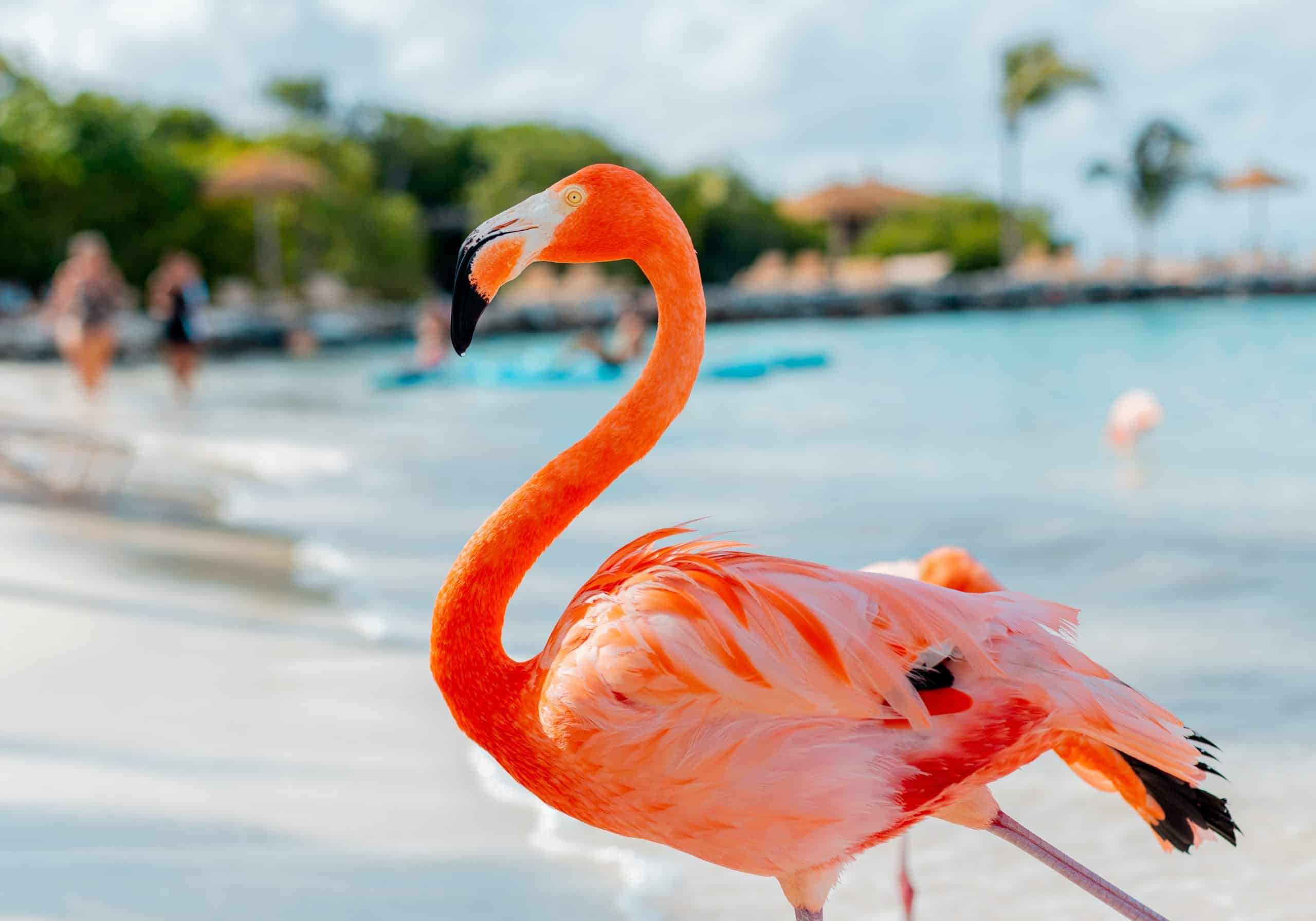 Flamingo Island, Renaissance Island in Aruba , Aruba vs Curacao - Which is the Better Caribbean Trip?