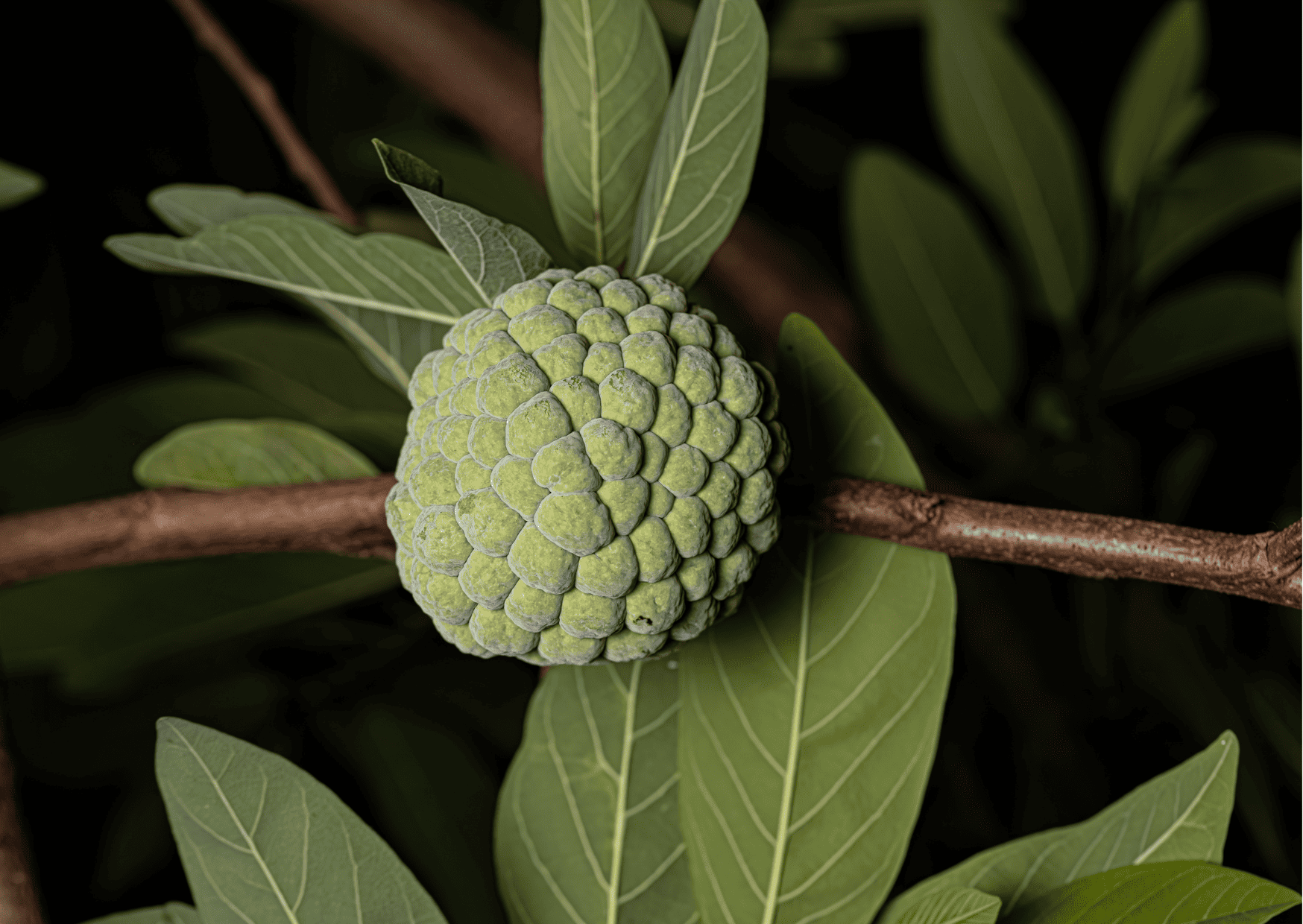 Exotic Fruits in Dominican Republic Sweetsop Anon