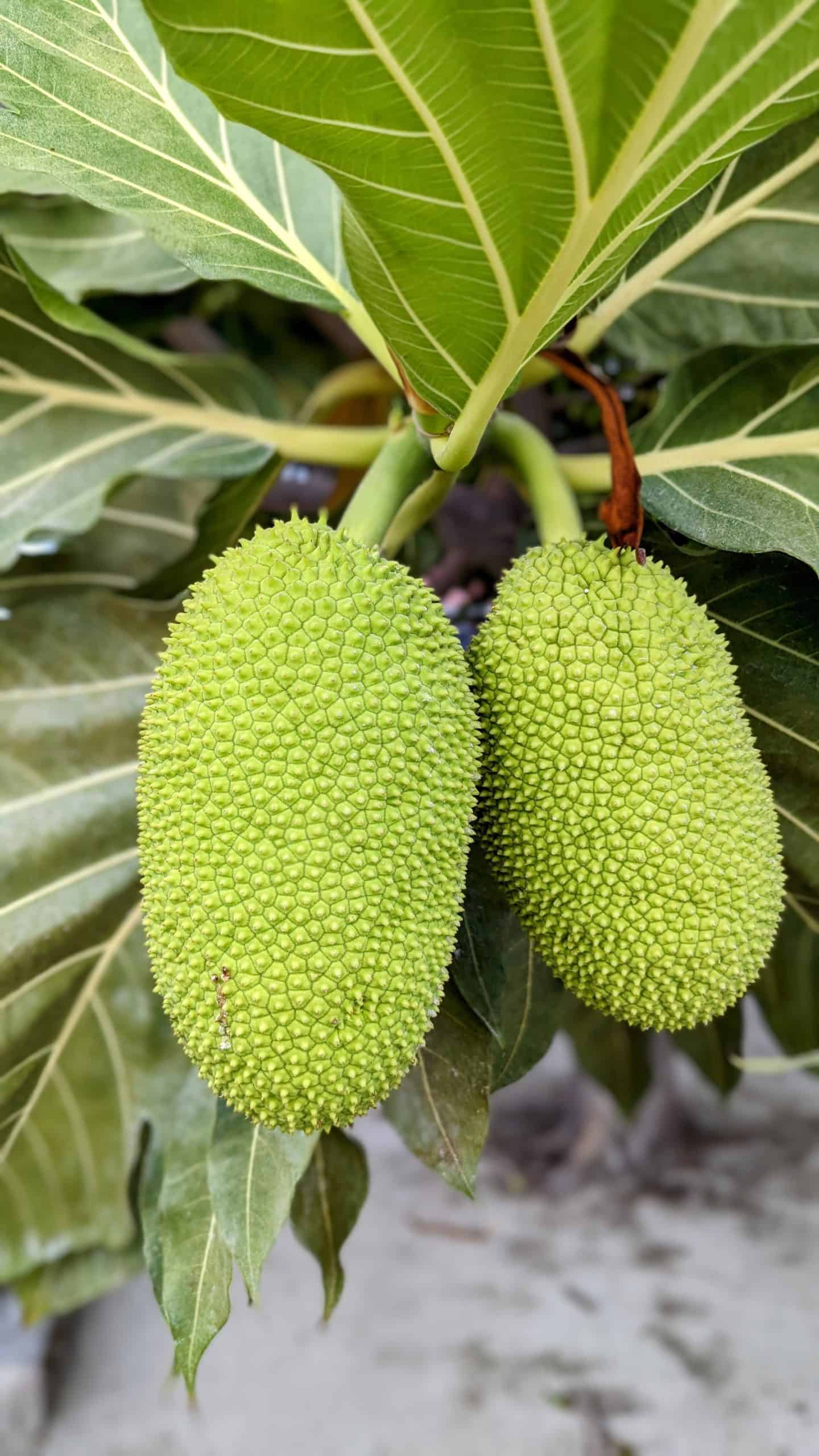 Fruits in Costa Rica - 30 Exotic Costa Rican Fruits You Really Need to Try