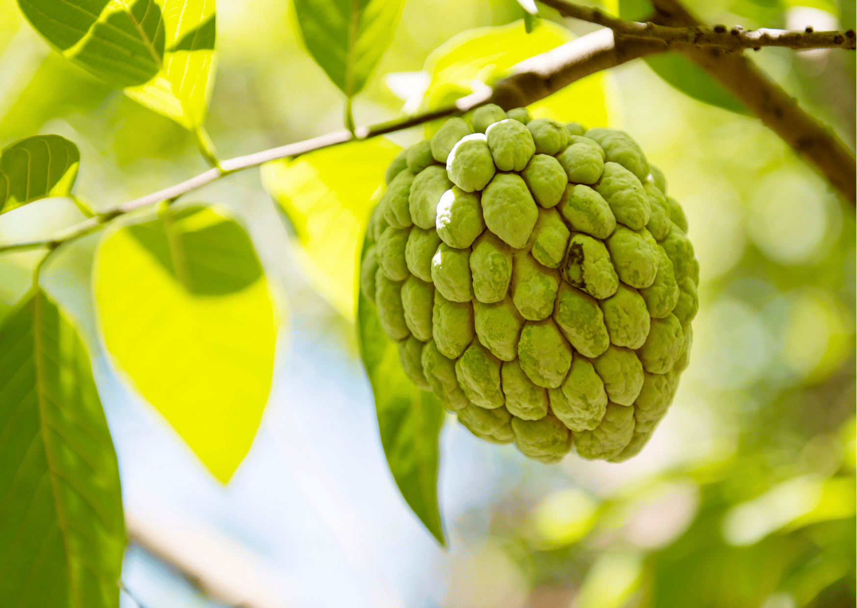 anon - Fruits in Panama, Panamanian Fruits, Exotic Fruits in Panama