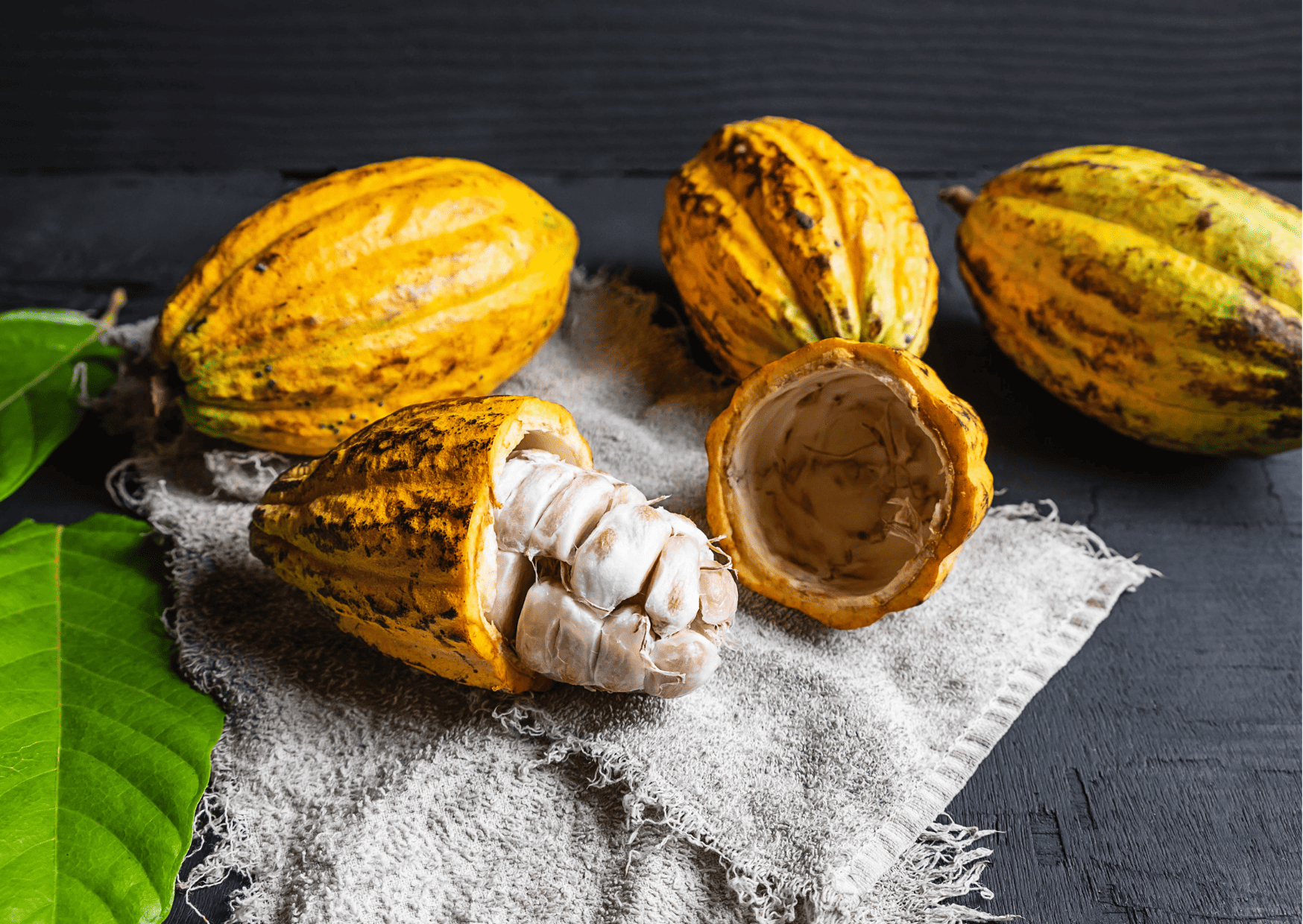 cacao Fruits in Panama Panamanian Fruits Exotic Fruits in Panama