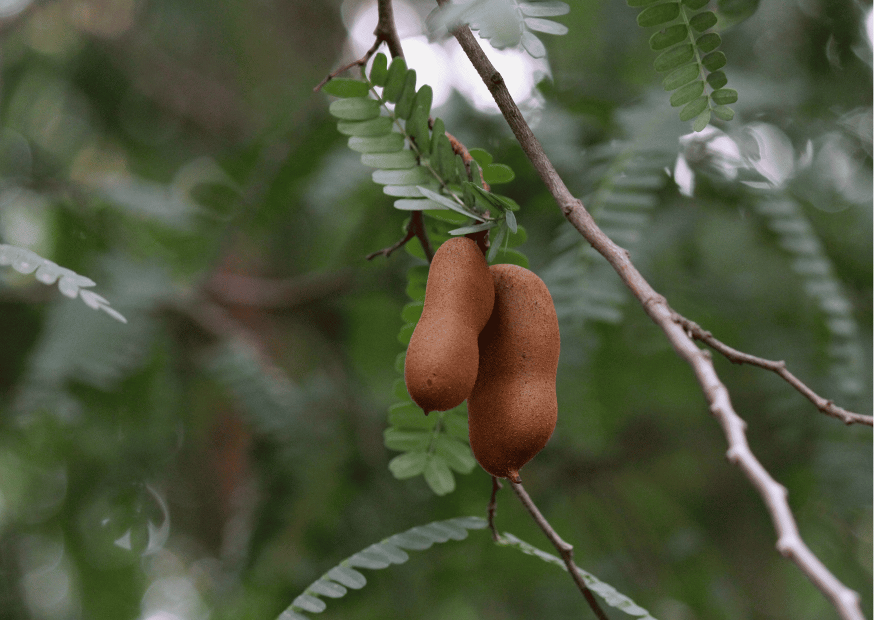 Exotic El Salvador Fruits - 30 Fruits in El Salvador to Try