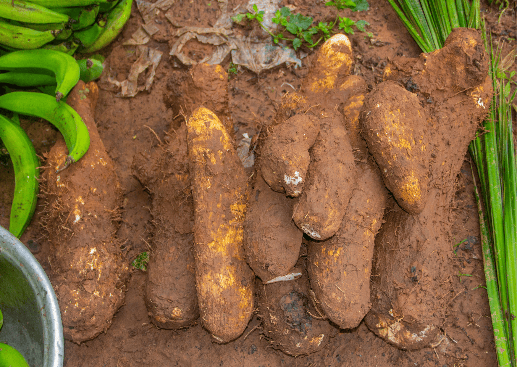 madagascar fruits and vegetables